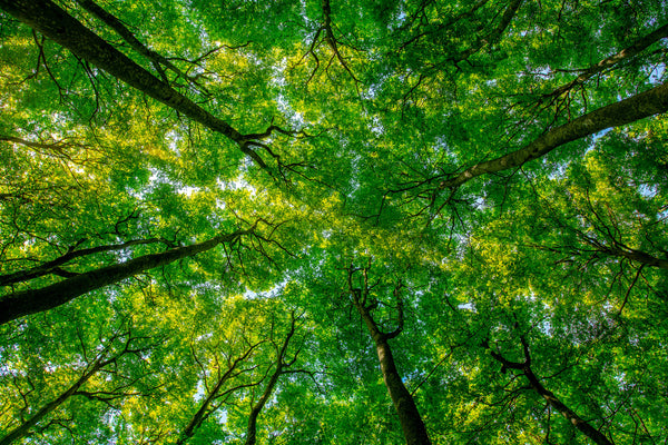 what is forest bathing, and why is it so good for you?