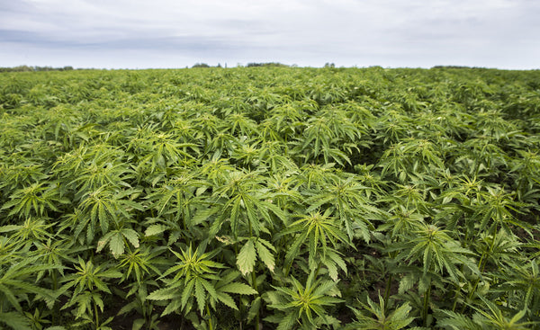 5 reasons why hemp is the plant of the future